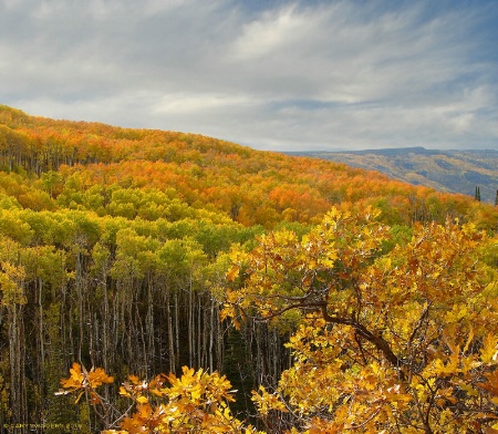 An Autumn Day on the Mesa