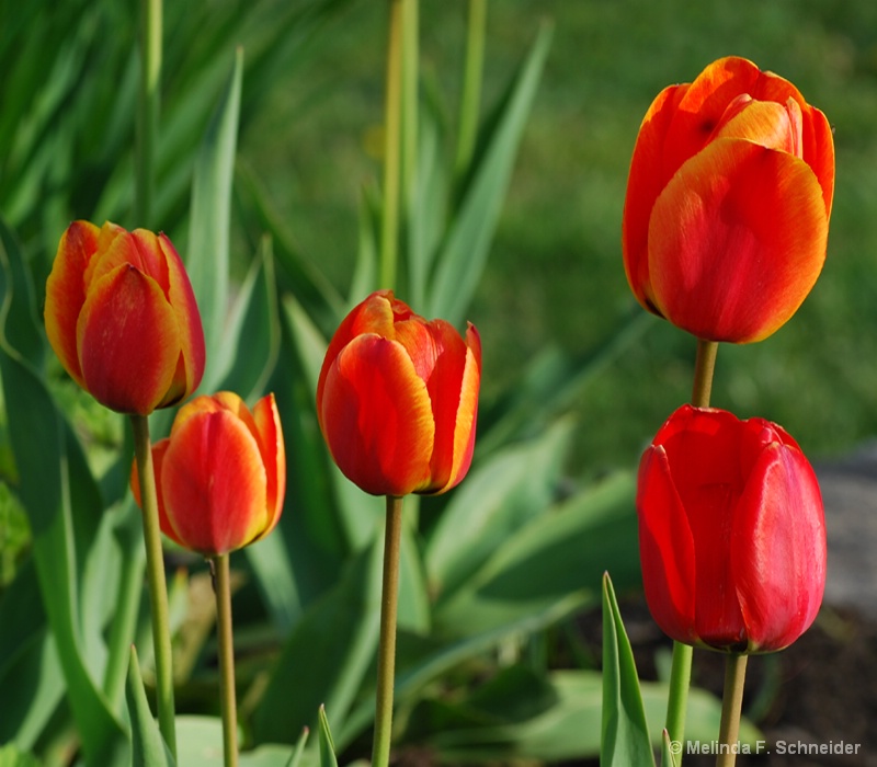 Tulips in May