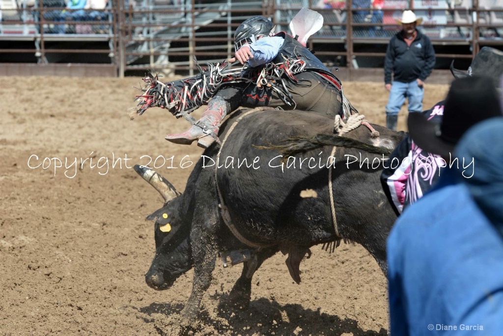 UHS Rodeo SF16 Bulls 31.JPG - ID: 15142821 © Diane Garcia