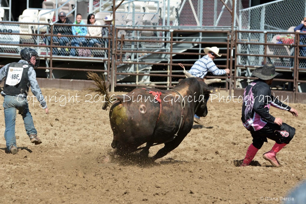 UHS Rodeo SF16 Bulls 30.JPG - ID: 15142822 © Diane Garcia