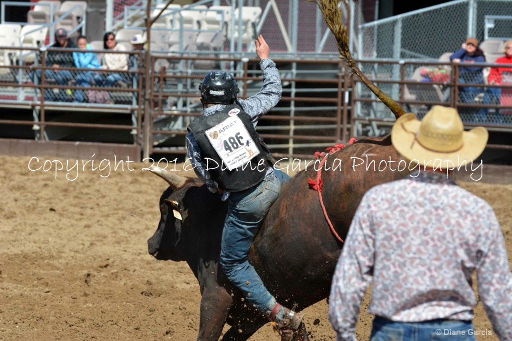 UHS Rodeo SF16 Bulls 29.JPG - ID: 15142823 © Diane Garcia