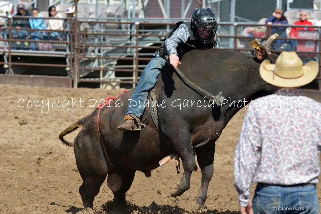 UHS Rodeo SF16 Bulls 28.JPG - ID: 15142824 © Diane Garcia