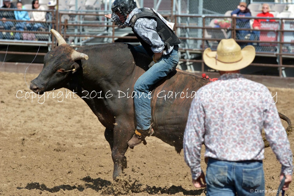 UHS Rodeo SF16 Bulls 26.JPG - ID: 15142826 © Diane Garcia