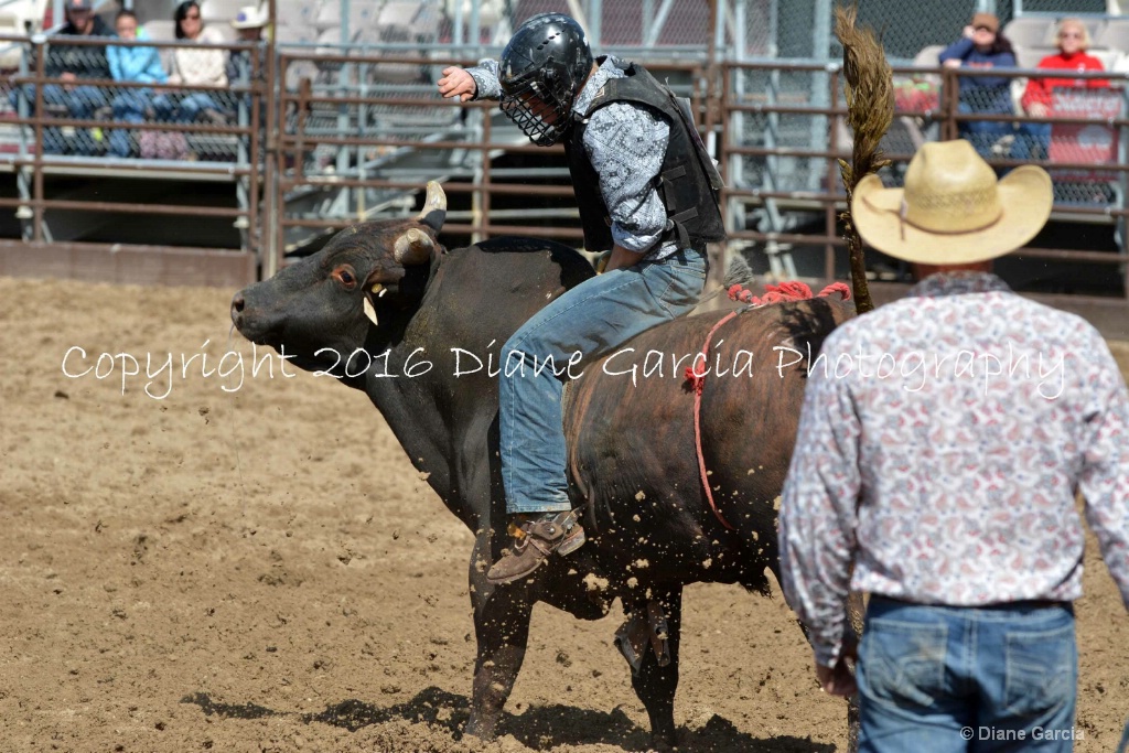 UHS Rodeo SF16 Bulls 25.JPG - ID: 15142827 © Diane Garcia