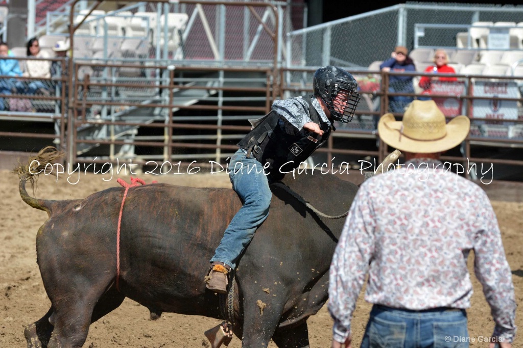 UHS Rodeo SF16 Bulls 24.JPG - ID: 15142828 © Diane Garcia
