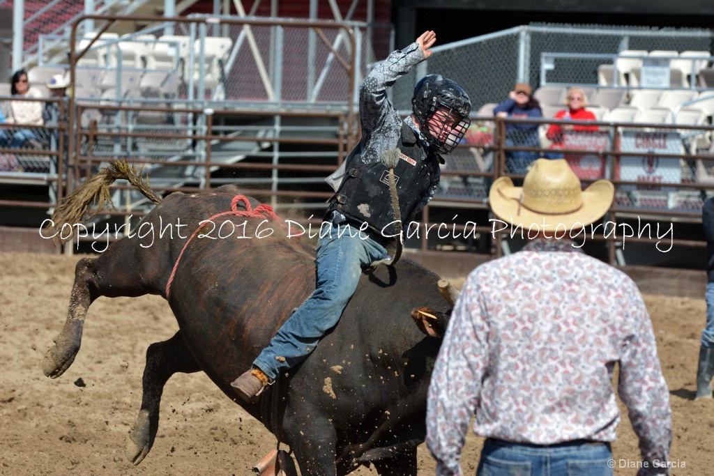 UHS Rodeo SF16 Bulls 23.JPG - ID: 15142829 © Diane Garcia