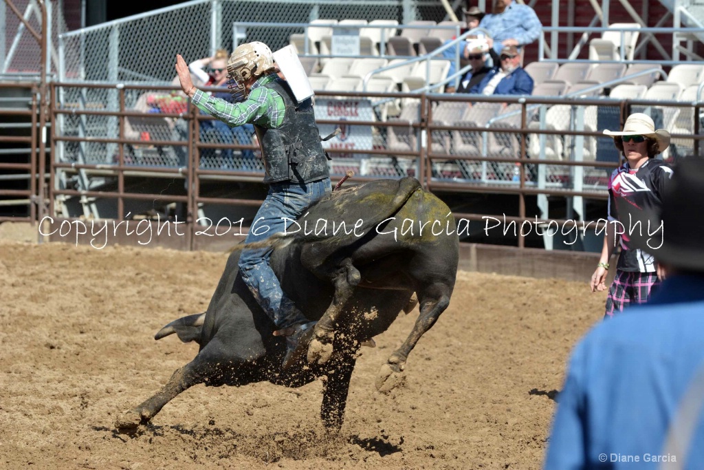 UHS Rodeo SF16 Bulls 1.JPG - ID: 15142830 © Diane Garcia