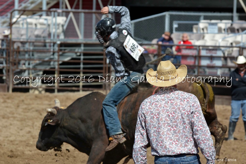 UHS Rodeo SF16 Bulls 22.JPG - ID: 15142831 © Diane Garcia