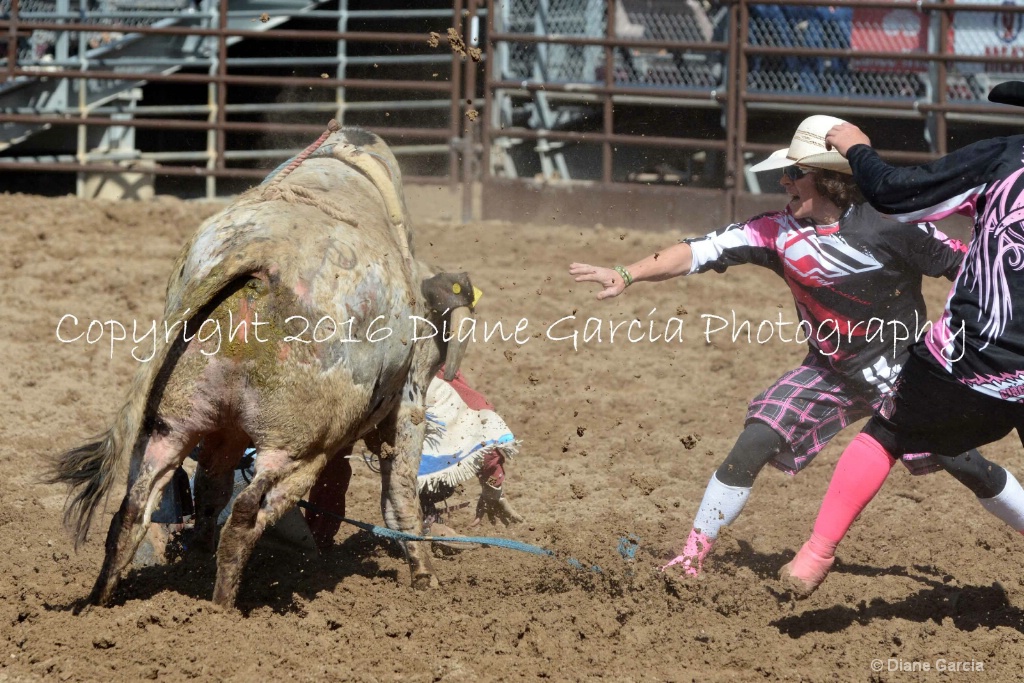 UHS Rodeo SF16 Bulls 21.JPG - ID: 15142832 © Diane Garcia
