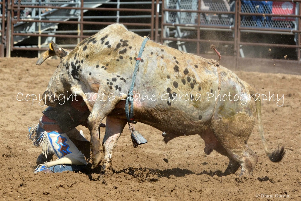 UHS Rodeo SF16 Bulls 20.JPG - ID: 15142833 © Diane Garcia