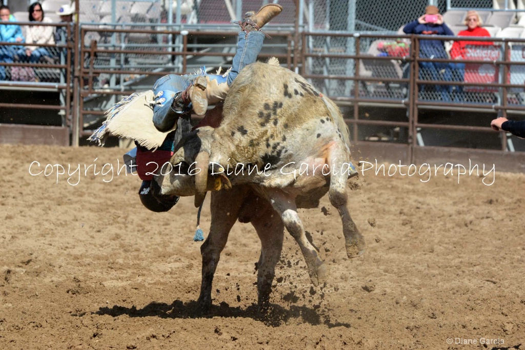 UHS Rodeo SF16 Bulls 19.JPG - ID: 15142834 © Diane Garcia