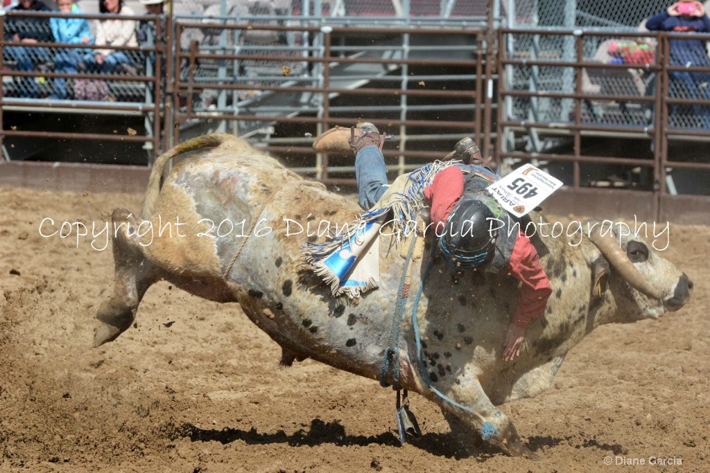 UHS Rodeo SF16 Bulls 18.JPG - ID: 15142835 © Diane Garcia
