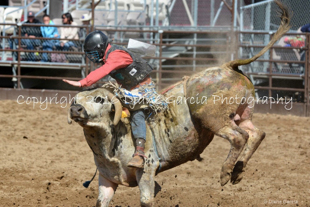 UHS Rodeo SF16 Bulls 17.JPG - ID: 15142836 © Diane Garcia