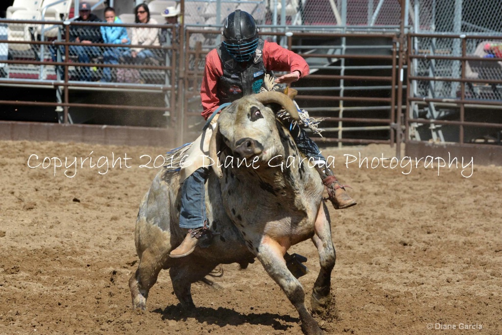 UHS Rodeo SF16 Bulls 16.JPG - ID: 15142837 © Diane Garcia