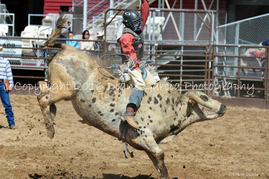 UHS Rodeo SF16 Bulls 15.JPG - ID: 15142838 © Diane Garcia