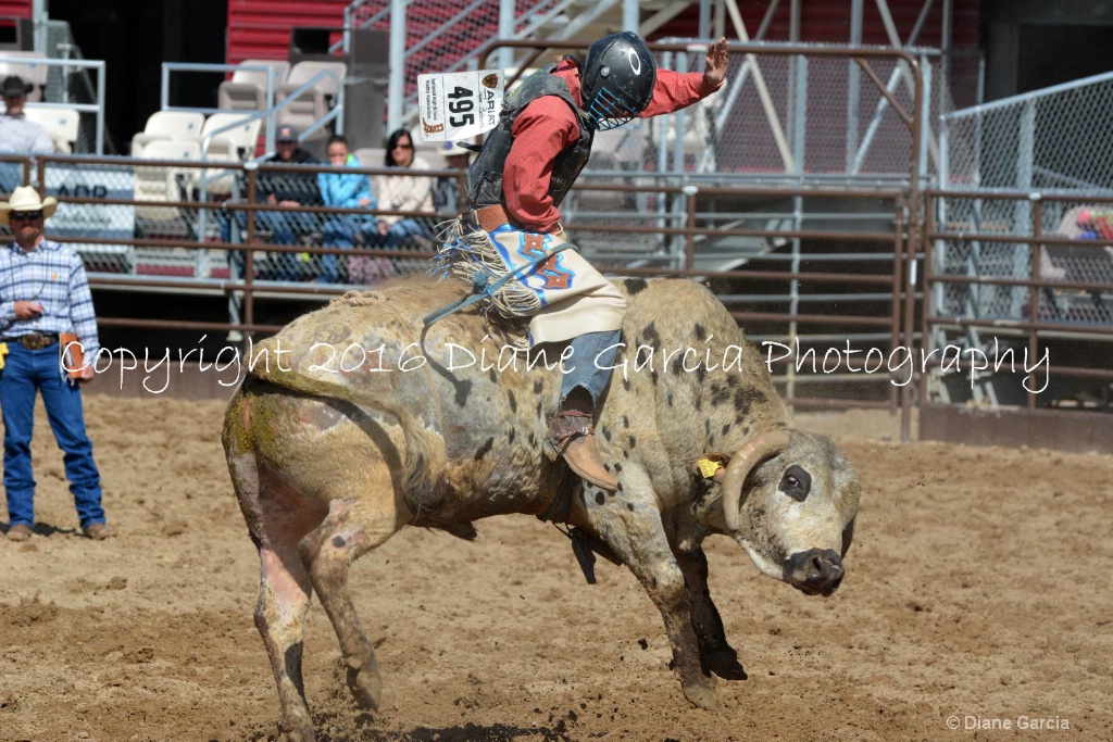 UHS Rodeo SF16 Bulls 14.JPG - ID: 15142839 © Diane Garcia