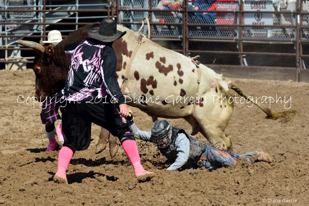 UHS Rodeo SF16 Bulls 13.JPG - ID: 15142840 © Diane Garcia