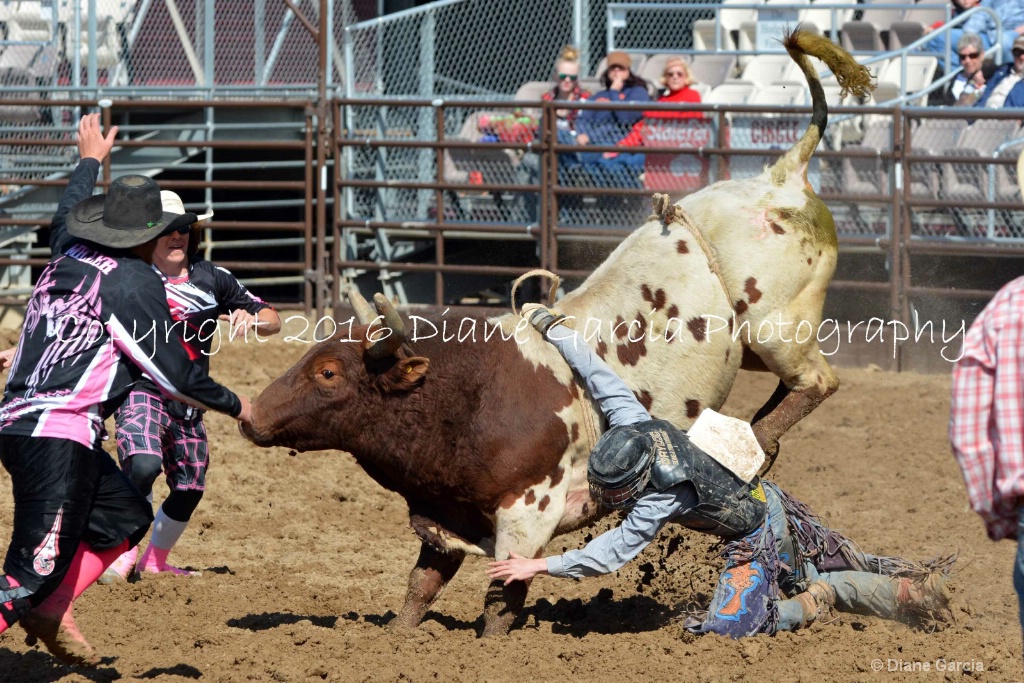 UHS Rodeo SF16 Bulls 12.JPG - ID: 15142841 © Diane Garcia