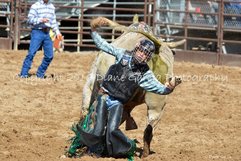UHS Rodeo SF16 Bulls 11.JPG - ID: 15142842 © Diane Garcia