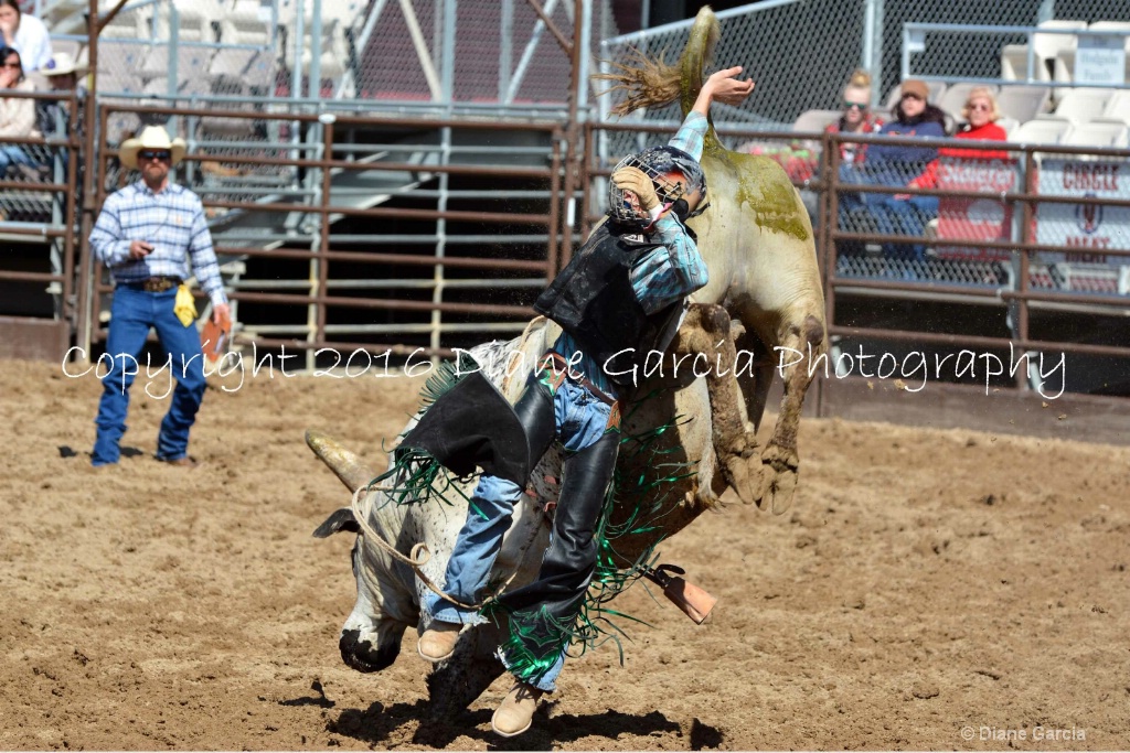 UHS Rodeo SF16 Bulls 10 - ID: 15142843 © Diane Garcia