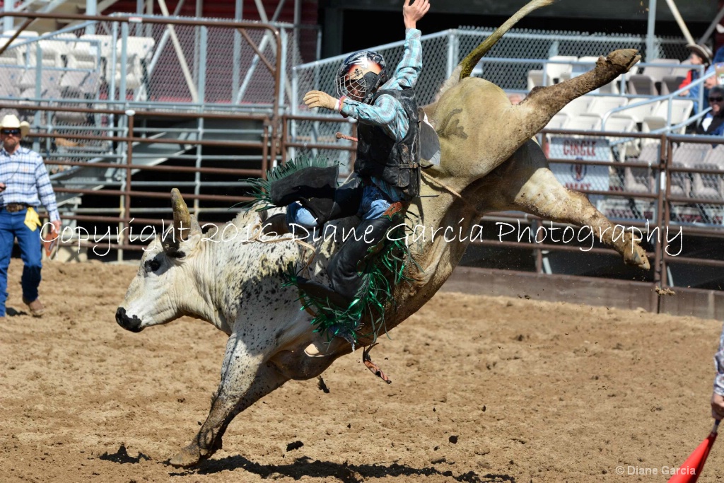 UHS Rodeo SF16 Bulls 9.JPG - ID: 15142844 © Diane Garcia