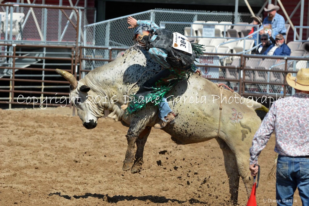 UHS Rodeo SF16 Bulls 7.JPG - ID: 15142846 © Diane Garcia