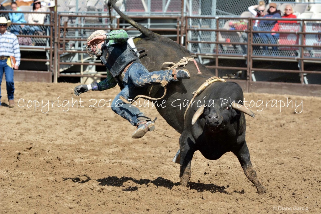 UHS Rodeo SF16 Bulls 6.JPG - ID: 15142847 © Diane Garcia