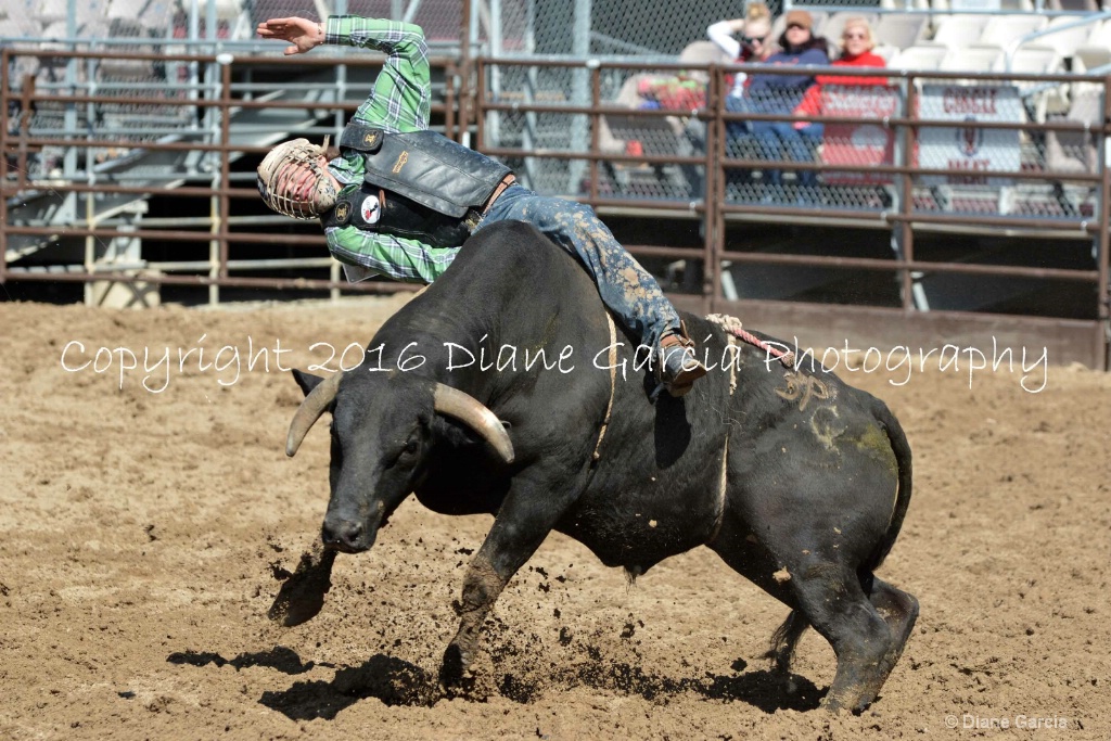UHS Rodeo SF16 Bulls 5.JPG - ID: 15142848 © Diane Garcia