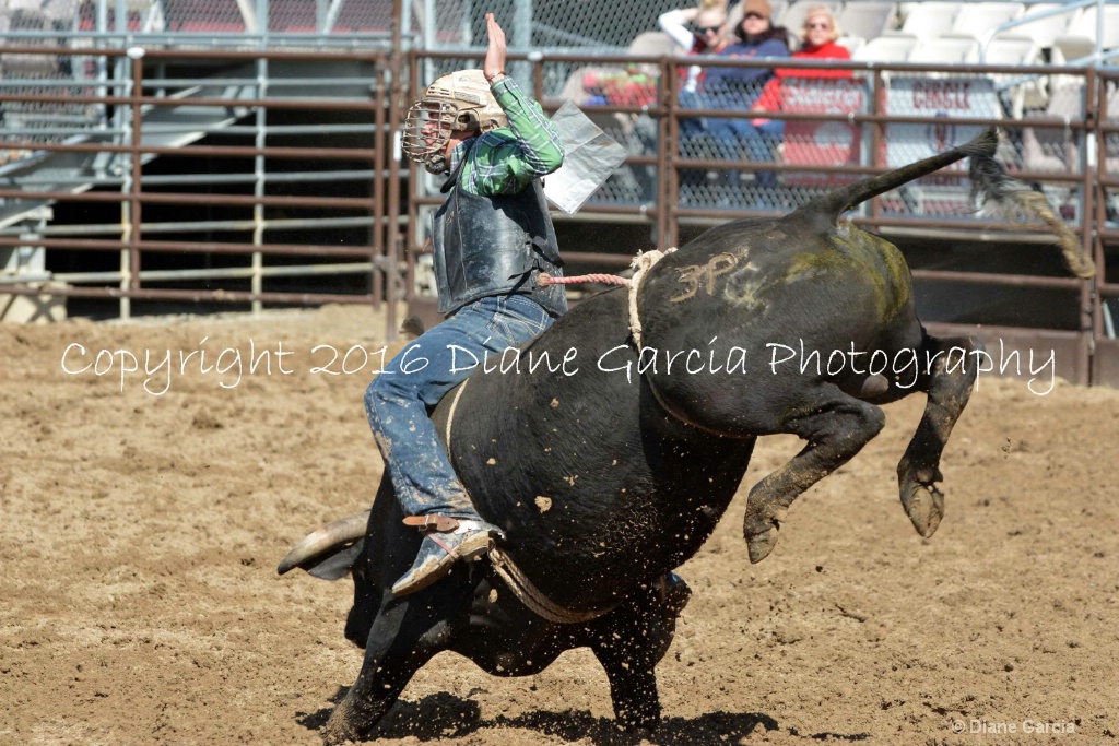 UHS Rodeo SF16 Bulls 4.JPG - ID: 15142849 © Diane Garcia