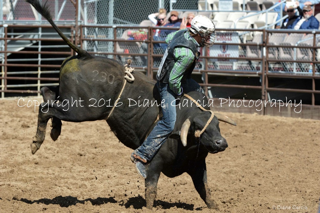 UHS Rodeo SF16 Bulls 3.JPG - ID: 15142850 © Diane Garcia