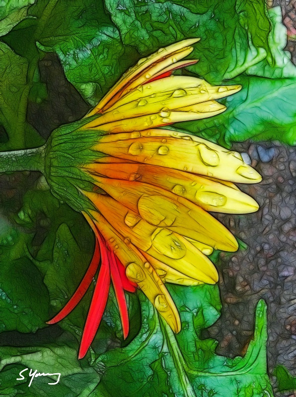 Untitled Daisy; Virginia Beach, VA - ID: 15142855 © Richard S. Young
