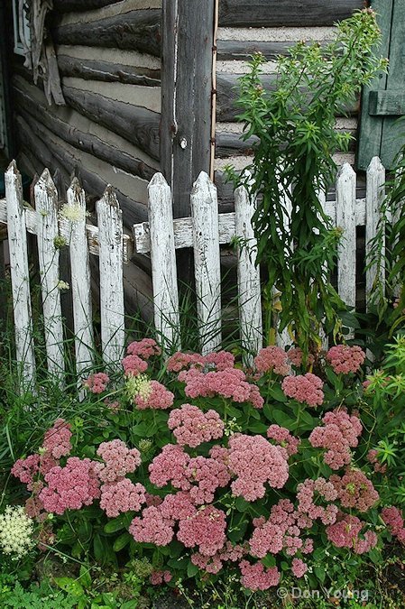 Cabin Flowers