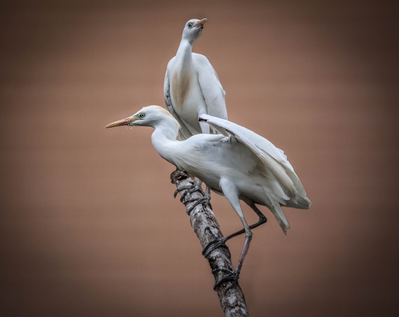 Cattle Egret