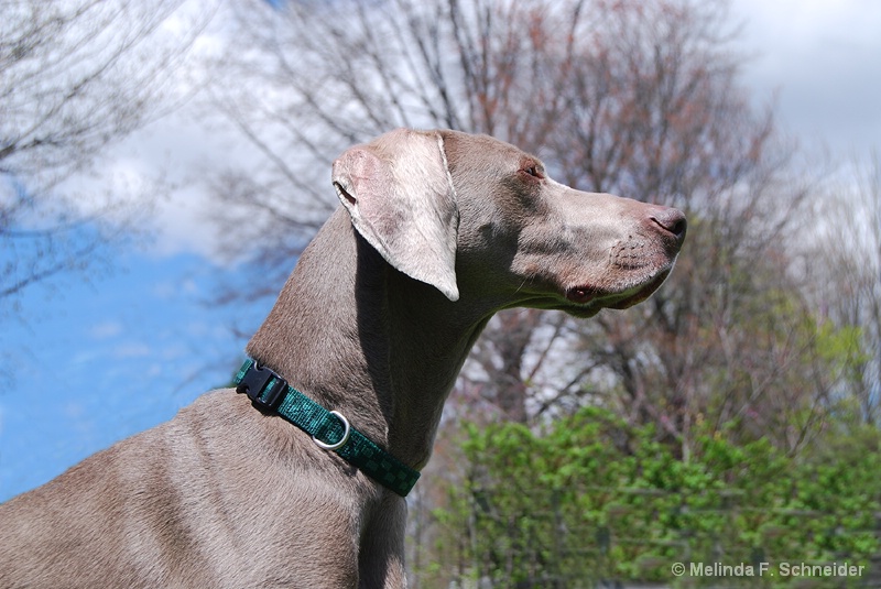 Weim in the Sky