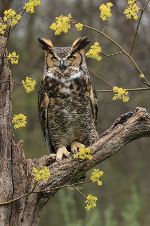 Great Horned Owl