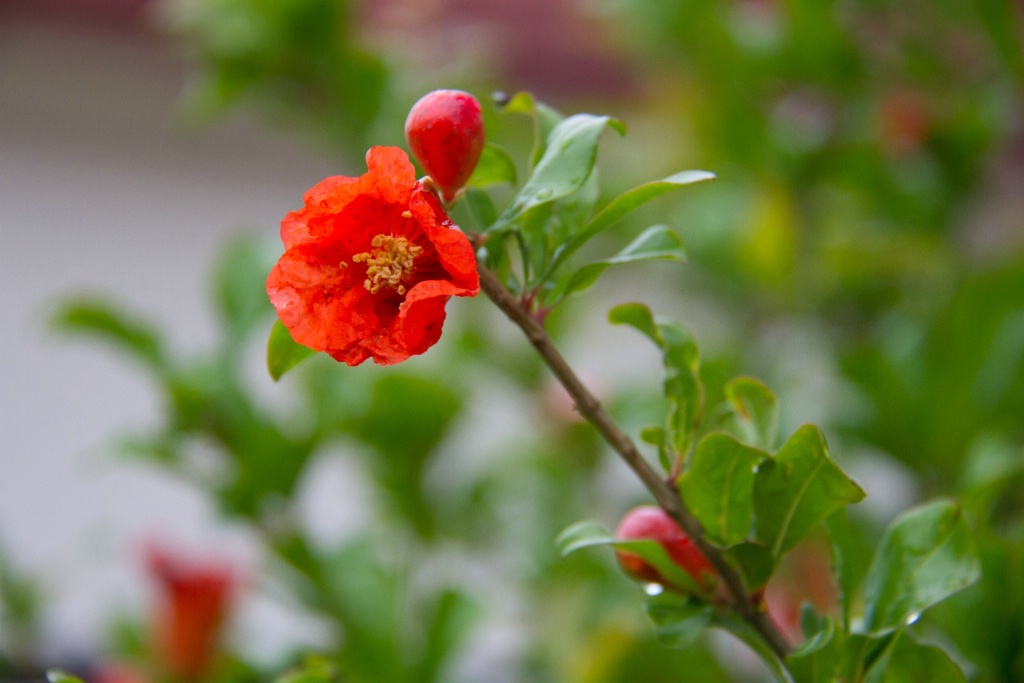 Pomegranate 