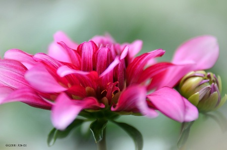 Dahlia and Bud