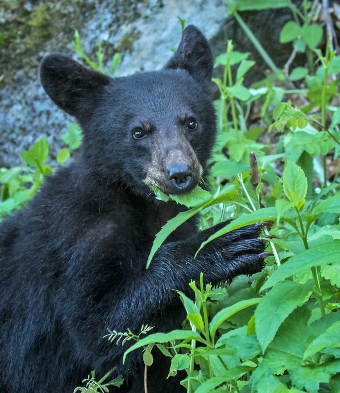 Bear Cub Foraging      