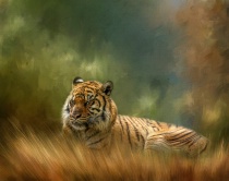 Photography Contest - May 2016: Sleeping Tiger
