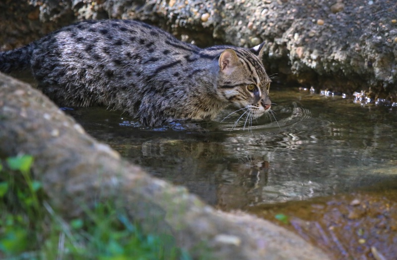 5 Month old Fishing Cat