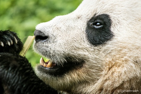 Panda Close-Up 5-7-16 084