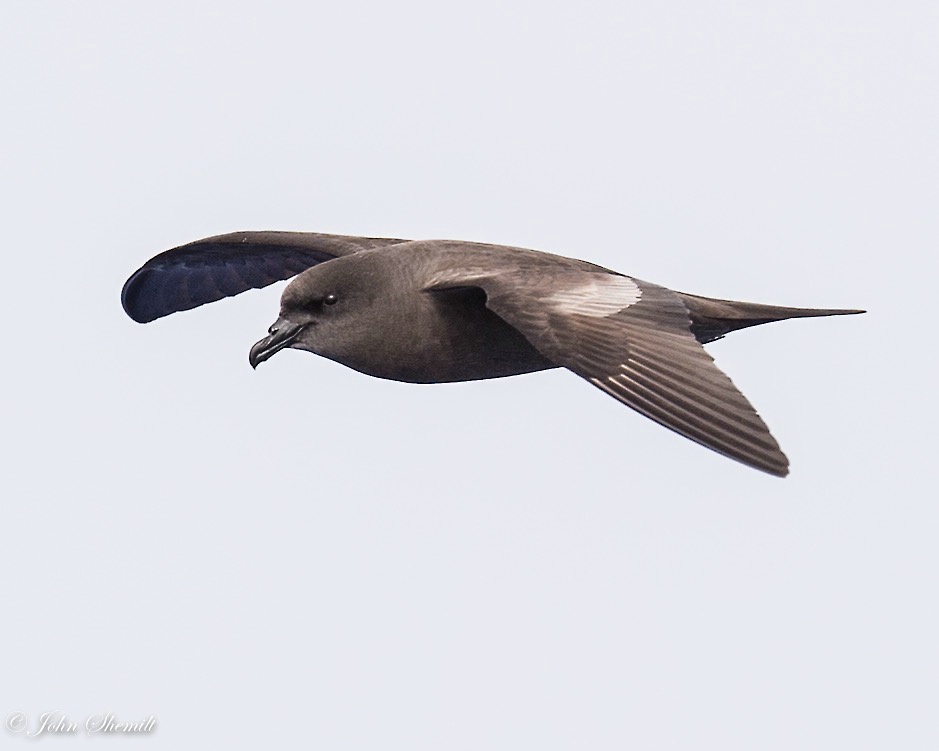 Bulwer's Petrel - Apr 21st, 2016 - ID: 15144891 © John Shemilt