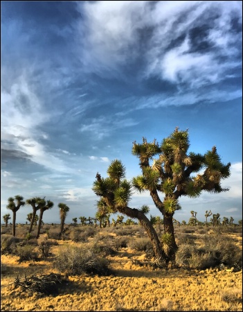 Mojave Desert