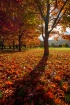 An Autumn Carpet
