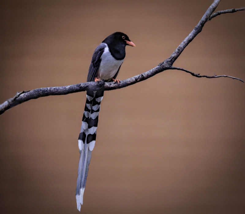 Red-billed Blue Magpie