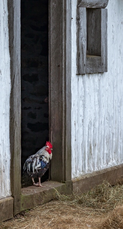 King of the Roost - ID: 15146005 © Patricia A. Casey