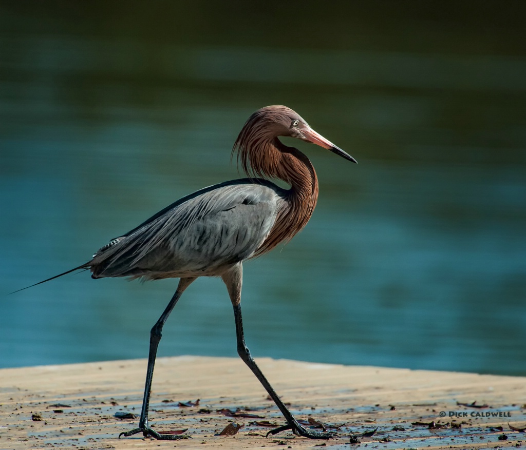 Reddish Egret - image by Dick Caldwell