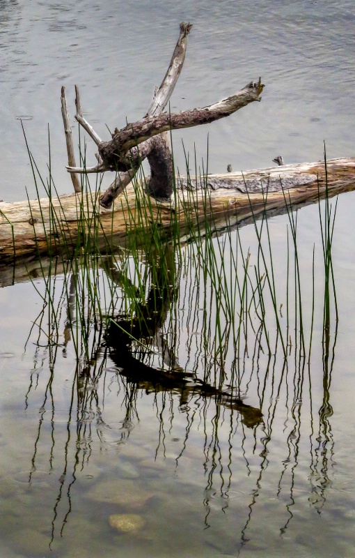 Nature's Water Sculpture - ID: 15146023 © Patricia A. Casey