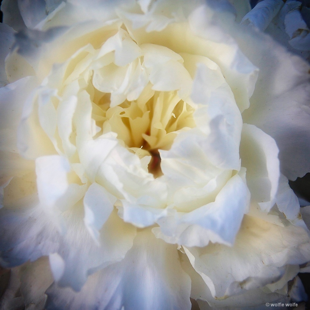 A Peony For Your Thoughts