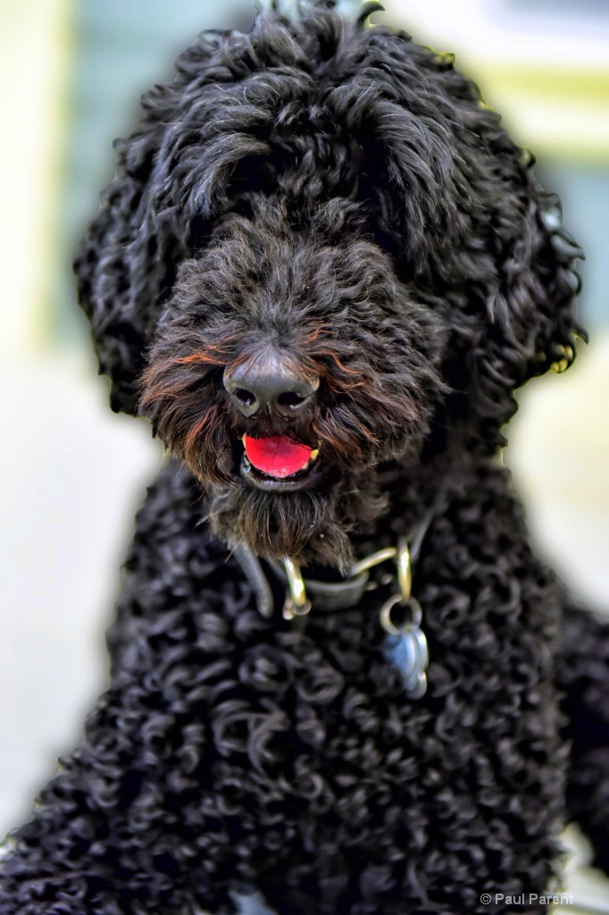 The Black Dog - ID: 15146101 © paul parent